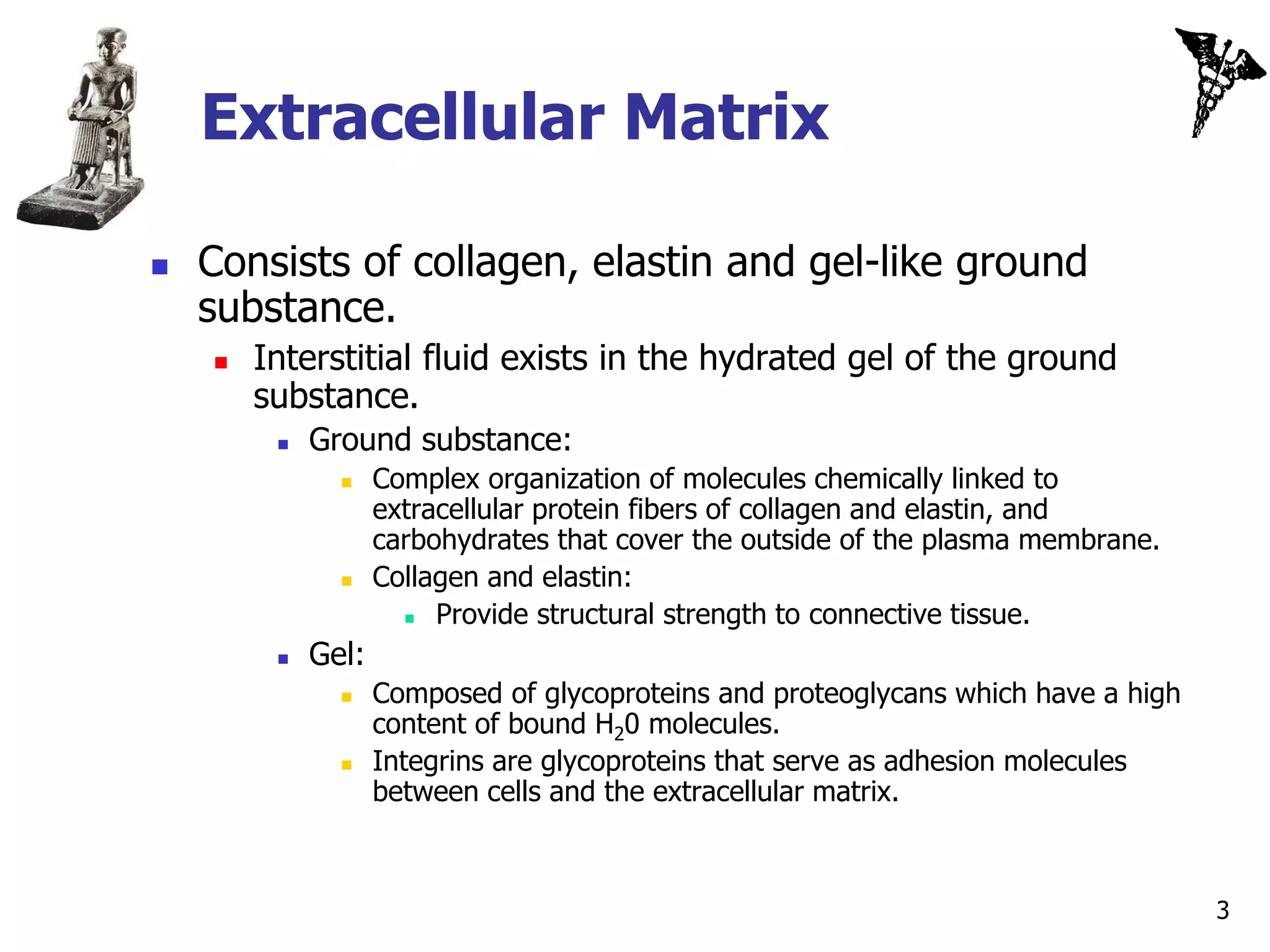 Extracellular Matrix

   Consists of collagen, elastin and gel-like ground
    substance.
       Interstitial fluid exists in the hydrated gel of the ground
        substance.
            Ground substance:
                   Complex organization of molecules chemically linked to
                    extracellular protein fibers of collagen and elastin, and
                    carbohydrates that cover the outside of the plasma membrane.
                   Collagen and elastin:
                        Provide structural strength to connective tissue.
            Gel:
                   Composed of glycoproteins and proteoglycans which have a high
                    content of bound H20 molecules.
                   Integrins are glycoproteins that serve as adhesion molecules
                    between cells and the extracellular matrix.



                                                                                    3
 