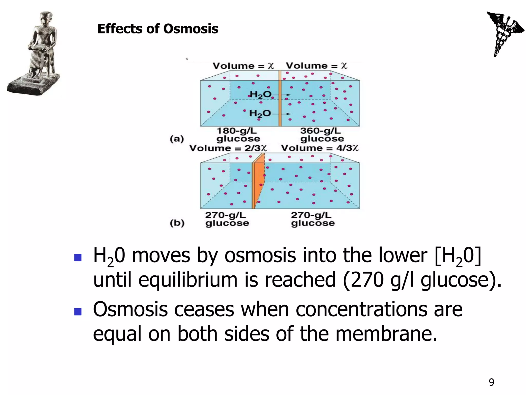 Effects of Osmosis




   H20 moves by osmosis into the lower [H20]
    until equilibrium is reached (270 g/l glucose).
   Osmosis ceases when concentrations are
    equal on both sides of the membrane.

                                                 9
 