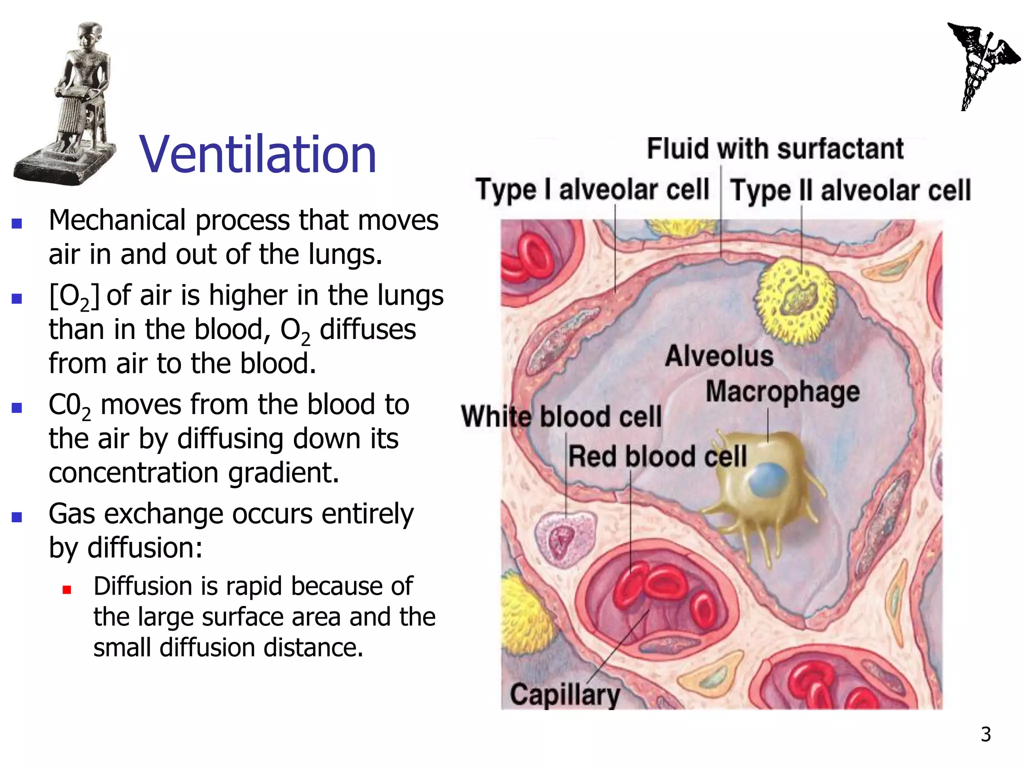 Ventilation
   Mechanical process that moves
    air in and out of the lungs.
   [O2] of air is higher in the lungs    Insert 16.1
    than in the blood, O2 diffuses
    from air to the blood.
   C02 moves from the blood to
    the air by diffusing down its
    concentration gradient.
   Gas exchange occurs entirely
    by diffusion:
        Diffusion is rapid because of
         the large surface area and the
         small diffusion distance.


                                                        3
 