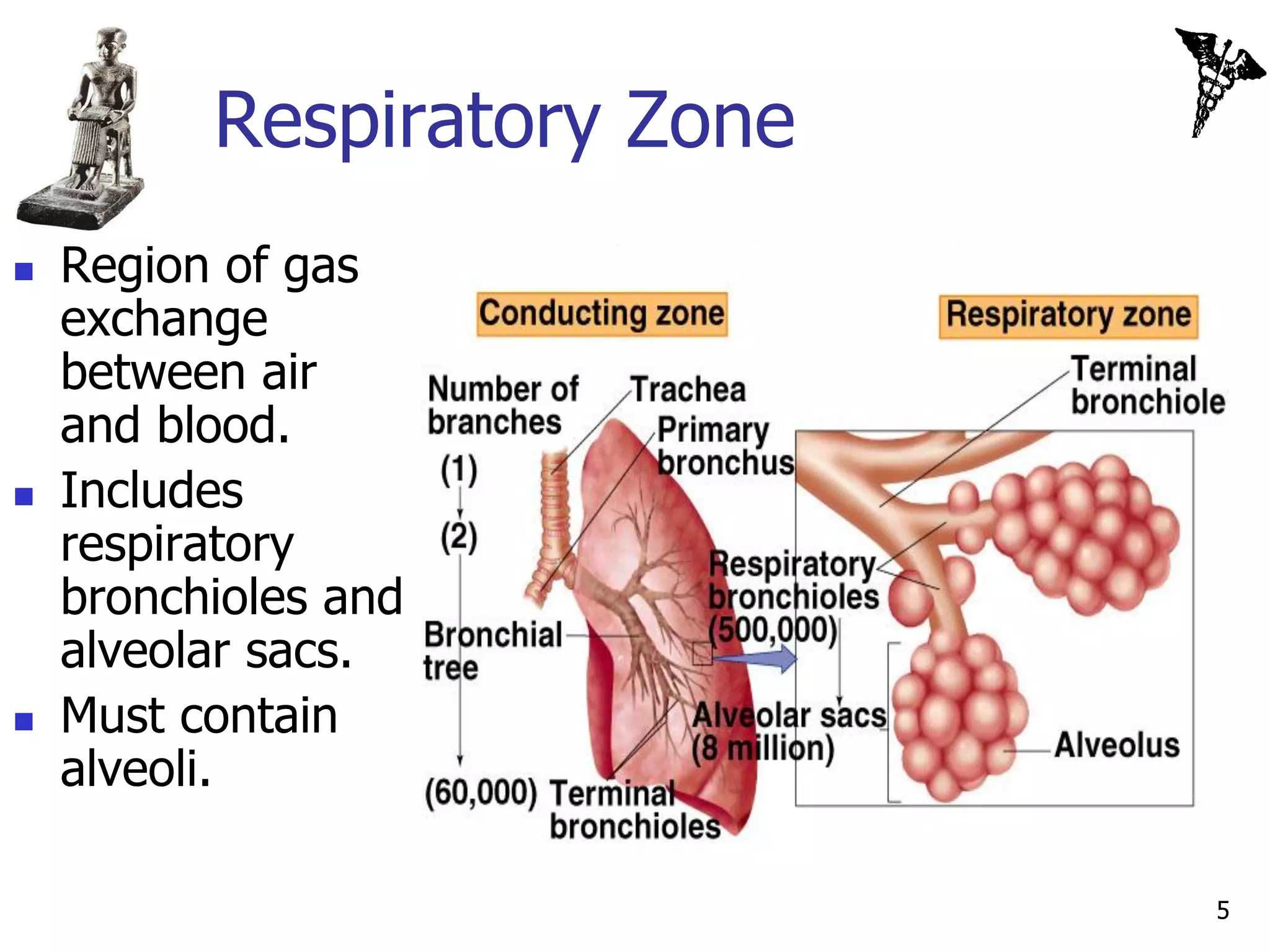 Respiratory Zone
   Region of gas
    exchange
    between air
    and blood.
   Includes
    respiratory
    bronchioles and
    alveolar sacs.
   Must contain
    alveoli.

                             5
 