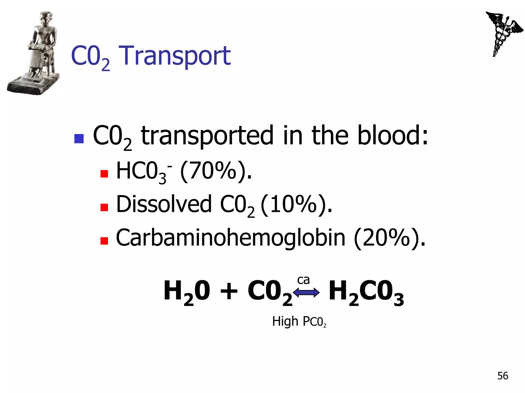 C02 Transport


   C02 transported in the blood:
     HC03- (70%).
     Dissolved C02 (10%).

     Carbaminohemoglobin (20%).


                       ca
          H20 + C02            H2C03
                   High PC02



                                       56
 