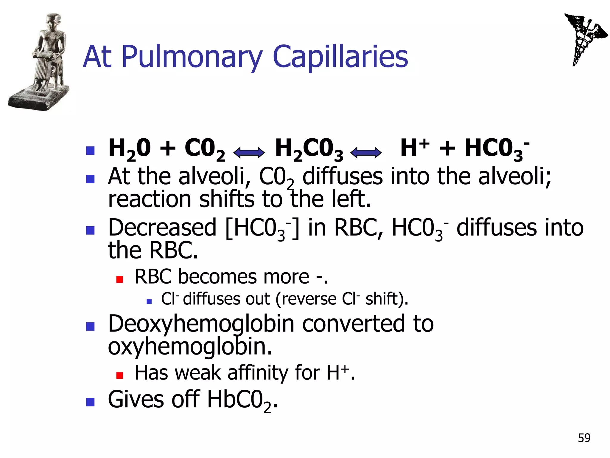 At Pulmonary Capillaries

   H20 + C02        H2C03        H+ + HC03-
   At the alveoli, C02 diffuses into the alveoli;
    reaction shifts to the left.
   Decreased [HC03-] in RBC, HC03- diffuses into
    the RBC.
       RBC becomes more -.
            Cl- diffuses out (reverse Cl- shift).
   Deoxyhemoglobin converted to
    oxyhemoglobin.
       Has weak affinity for H+.
   Gives off HbC02.
                                                     59
 