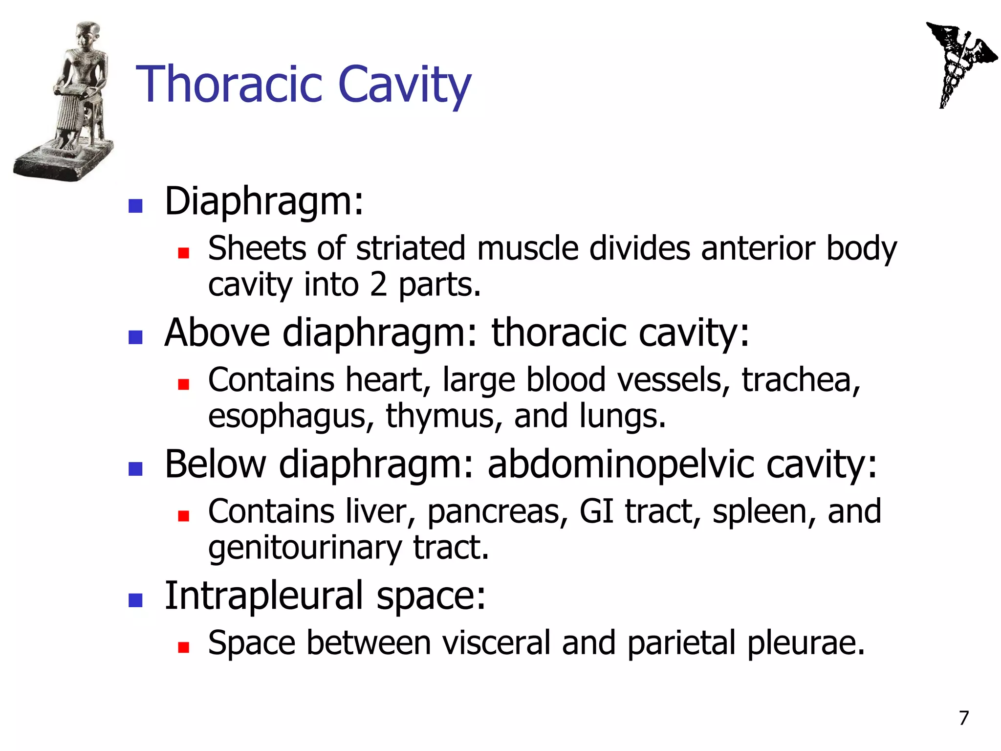Thoracic Cavity

   Diaphragm:
       Sheets of striated muscle divides anterior body
        cavity into 2 parts.
   Above diaphragm: thoracic cavity:
       Contains heart, large blood vessels, trachea,
        esophagus, thymus, and lungs.
   Below diaphragm: abdominopelvic cavity:
       Contains liver, pancreas, GI tract, spleen, and
        genitourinary tract.
   Intrapleural space:
       Space between visceral and parietal pleurae.

                                                          7
 