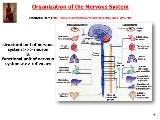 Autonomic And Cardiovascular Pharmacology Powerpoint Book