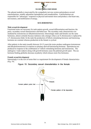 The adrenal medulla is innervated by the sympathetic nervous system and produces several
catecholamines, notably adrenaline (epinephrine) and nonadrenaline. Catecholamines are
responsible for “adrenergic” responses to physical and mental stress and produce a fast heart rate,
nervousness, and mobilisation of energy.
SEX HORMONES
Male sexual development
Functional testes are necessary for male pattern growth, sexual differentiation and function, the
penis, secondary sexual characteristics and behaviour. The secondary male characteristics are
mediated by testosterone (or dihydrotestosterone). Interestingly males and females use the same
hormones, almost certainly because maleness only emerges when a an X chromosome is replaced by
a Y chromosome (link). In the male the production of follicle stimulating hormone and luteinising
hormone are constant whereas production in the female is cyclical.
After puberty in the male (usually between 10-15 years) the testes produce androgens (testosterone
and dihydrotestosterone) in response to pituitary-derived luteininsing hormone. Spermatozoa are
produced in response to the combination of follicle stimulating hormone and testosterone. The
androgens (=male makers) along with growth hormone cause the pubertal growth spurt. The sex
hormone binding globulins decrease at puberty which releases more free hormones.
Female sexual development
Interestingly it is the lack of testes that is a requirement for development of female characteristics
(Fig. 19).
16
The adrenal medulla (medulla = pith)
 