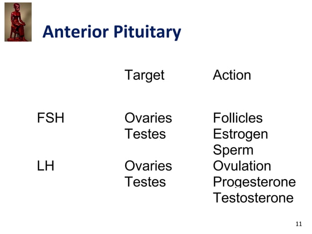 IVMS Endo IV-Organ System Pharmacology- Drugs that Affect the Endocrine ...