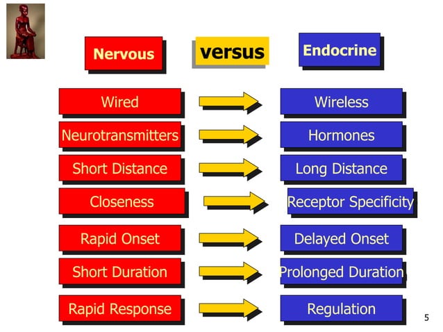 IVMS Endo IV-Organ System Pharmacology- Drugs that Affect the Endocrine ...