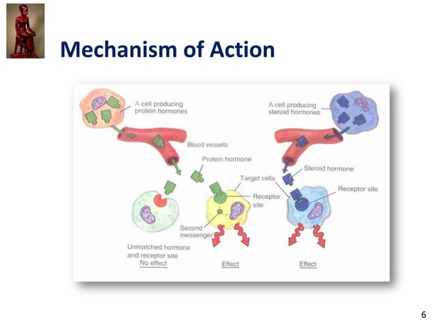 IVMS Endo IV-Organ System Pharmacology- Drugs that Affect the Endocrine ...