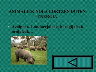 Azalpena. Landarejaleak, haragijaleak, orojaleak… ANIMALIEK NOLA LORTZEN DUTEN ENERGIA 