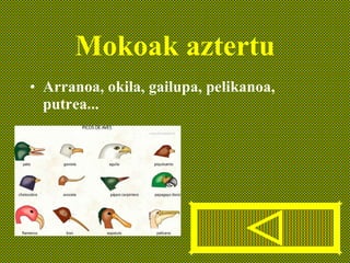 Mokoak aztertu Arranoa, okila, gailupa, pelikanoa, putrea... 