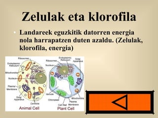Zelulak eta klorofila Landareek eguzkitik datorren energia nola harrapatzen duten azaldu. (Zelulak, klorofila, energia) 