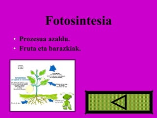 Fotosintesia Prozesua azaldu. Fruta eta barazkiak. 