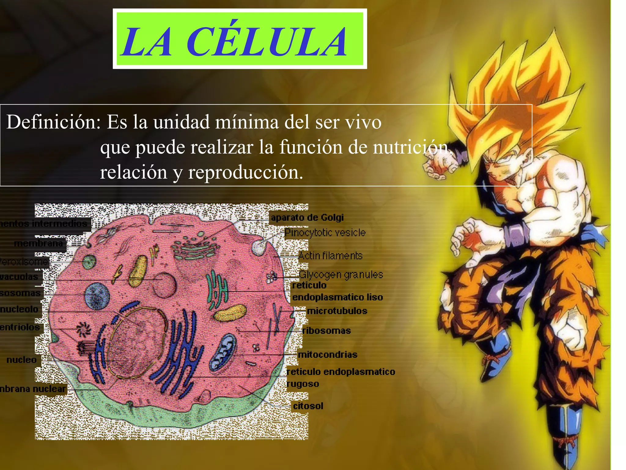 LA CÉLULA Definición: Es la unidad mínima del ser vivo que puede realizar la función de nutrición, relación y reproducción.