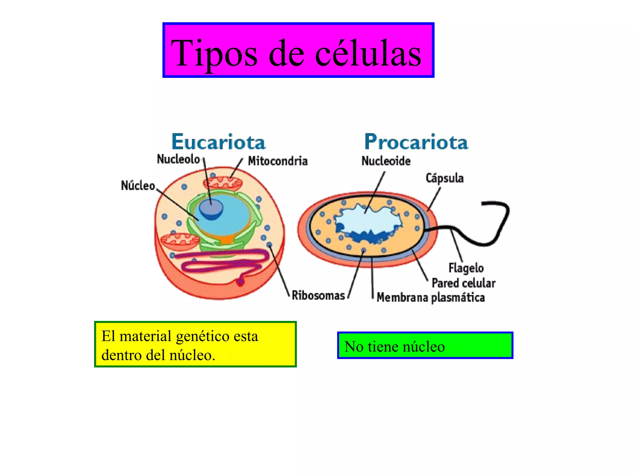 Tipos de células El material genético esta dentro del núcleo. No tiene núcleo