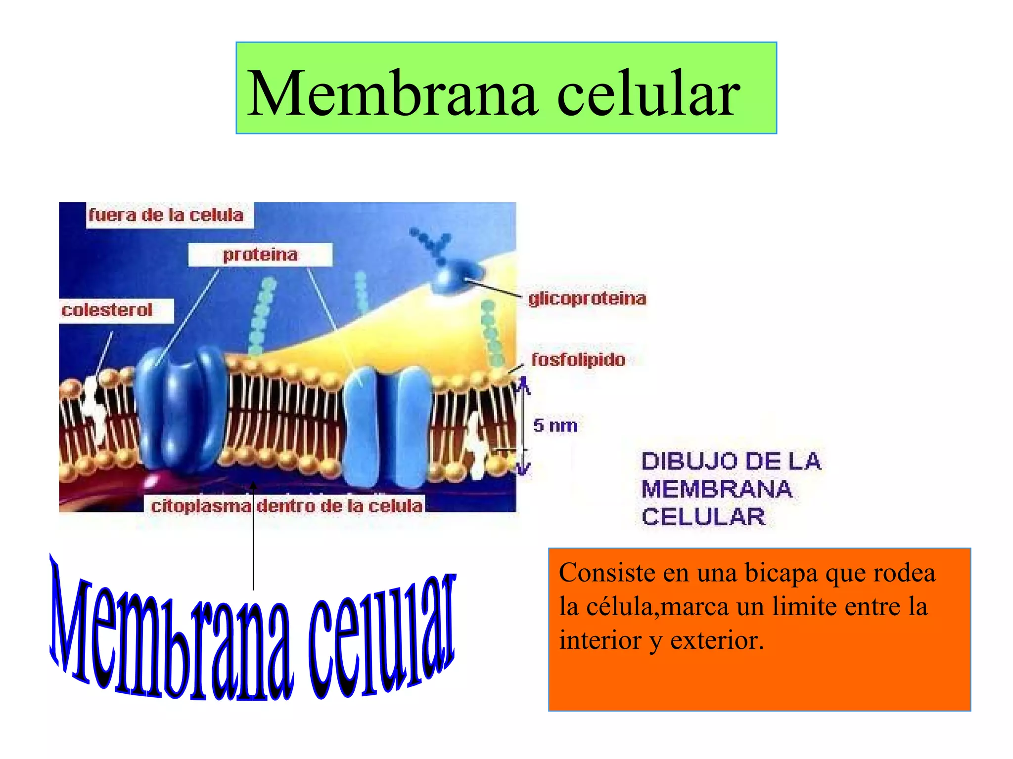Membrana celular Membrana celular Consiste en una bicapa que rodea la célula,marca un limite entre la interior y exterior.