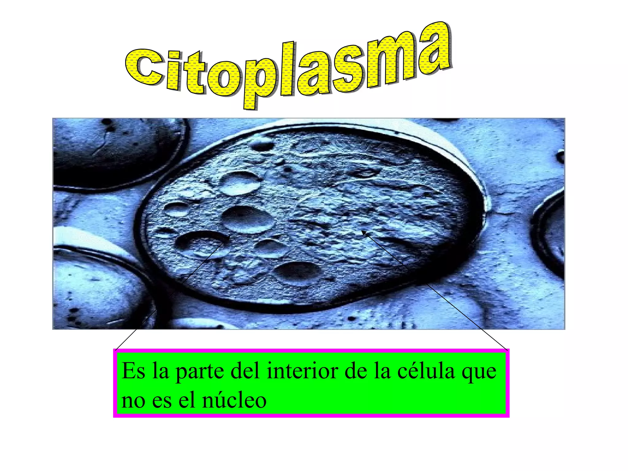 Citoplasma Es la parte del interior de la célula que no es el núcleo