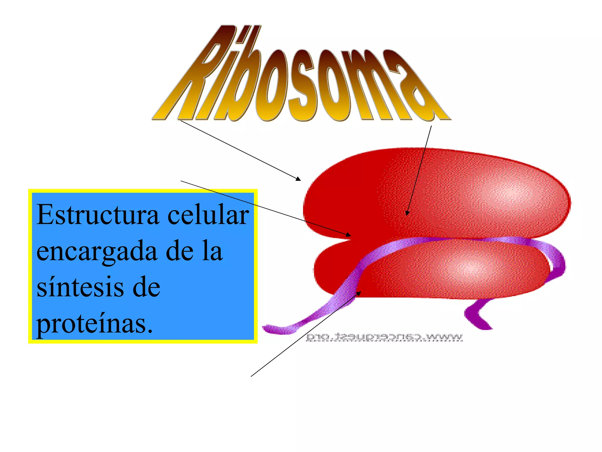 Ribosoma Estructura celular encargada de la síntesis de proteínas.