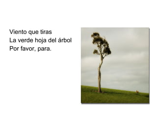 Viento que tiras La verde hoja del árbol Por favor, para. 