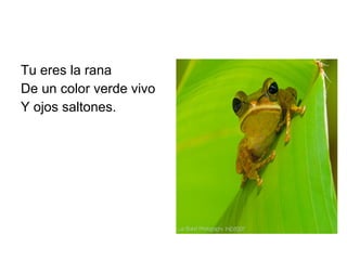 Tu eres la rana De un color verde vivo Y ojos saltones. 