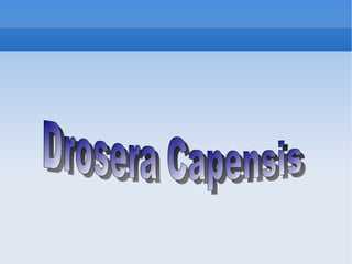 Drosera Capensis  