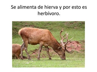 Se alimenta de hierva y por esto es
herbívoro.
 