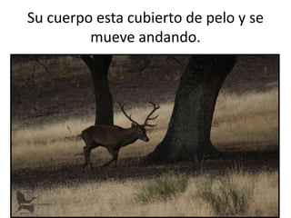 Su cuerpo esta cubierto de pelo y se
mueve andando.
 