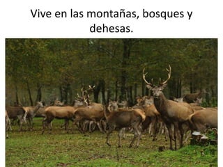 Vive en las montañas, bosques y
dehesas.
 