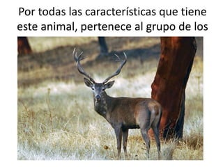 Por todas las características que tiene
este animal, pertenece al grupo de los
mamíferos.
 