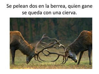 Se pelean dos en la berrea, quien gane
se queda con una cierva.
 