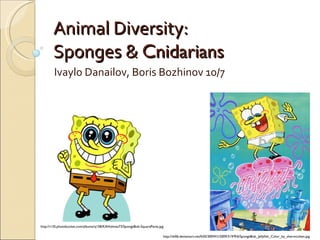 Animal Diversity: Sponges &  Cnidarians  Ivaylo Danailov, Boris Bozhinov 10/7 http://i135.photobucket.com/albums/q158/KAHolmes73/SpongeBob-SquarePants.jpg http://th06.deviantart.net/fs50/300W/i/2009/319/9/6/SpongeBob_Jellyfish_Color_by_shermcohen.jpg 
