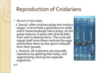 Reproduction of Cnidarians Occurs in two ways 1. Sexual- often involves polyp and medusa stages. A larva finds a good place to settle and it metamorphoses into a polyp. As the polyp matures, it splits into several disks from which medusas form. The cycle will repeat itself once these medusas lay eggs and fertilize them by the sperm released form their gonads.  2. Asexual- all cnidarians can asexually reproduce by splitting their body, and regenerating, leaving two separate organisms.  4,1 