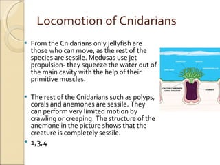 Locomotion of Cnidarians From the Cnidarians only jellyfish are those who can move, as the rest of the species are sessile. Medusas use jet propulsion- they squeeze the water out of the main cavity with the help of their primitive muscles.  The rest of the Cnidarians such as polyps, corals and anemones are sessile. They can perform very limited motion by crawling or creeping. The structure of the anemone in the picture shows that the creature is completely sessile. 1,3,4 