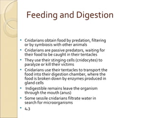 Feeding and Digestion Cnidarians obtain food by predation, filtering or by symbiosis with other animals Cnidarians are passive predators, waiting for their food to be caught in their tentacles They use their stinging cells (cnidocytes) to paralyze or kill their victims Cnidarians use their tentacles to transport the food into their digestion chamber, where the food is broken down by enzymes produced in gland cells Indigestible remains leave the organism through the mouth (anus) Some sessile cnidarians filtrate water in search for microorganisms 4,3 