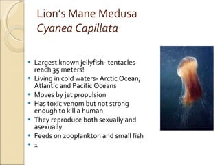 Lion’s Mane Medusa Cyanea Capillata Largest known jellyfish- tentacles reach 35 meters! Living in cold waters- Arctic Ocean, Atlantic and Pacific Oceans Moves by jet propulsion Has toxic venom but not strong enough to kill a human They reproduce both sexually and asexually Feeds on zooplankton and small fish 1 