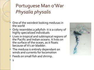 Portuguese Man o’War Physalia physalis One of the weirdest looking medusas in the world Only resembles a jellyfish- it is a colony of highly specialized individuals Lives in tropical and subtropical regions of the Pacific and Indian oceans. It lives on the surface of the ocean, as it floats because of it’s air bladder. The medusa is entirely dependant on winds and currents for locomotion Feeds on small fish and shrimp. 1 