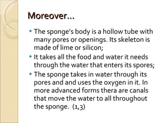 Moreover... T he  sponge ’s body  is a hollow tube with many pores or openings. I ts  skeleton is made of lime or silicon ; It takes all the food and water it needs through the water that enters its spores; The  sponge takes in water through its pores and  and uses the oxygen in it. I n more advanced forms  thera are  canals that move the water to all throughout the sponge.  (1,3) 
