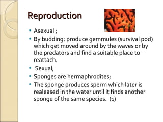 Reproduction  Asexual ; By budding: produce gemmules (survival pod) which get moved around by the waves or by the predators and find a suitable place to reattach.  Sexual; Sponges are hermaphrodites; T h e sponge produces sperm which later is realeased in the water until it finds another sponge of the same species.  (1) 
