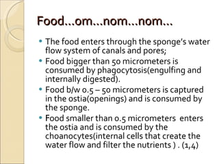 Food...om...nom...n0m... The food enters through the sponge’s water flow system of canals and pores; Food bigger than 50 micrometers is consumed by phagocytosis(engulfing and internally digested).  Food b/w 0.5 – 50 micrometers is captured in the ostia(openings) and is consumed by the sponge.  F ood smaller than 0.5 micrometers  enters the ostia and is consumed by the choanocytes(internal cells that create the water flow and filter the nutrients ) . (1,4) 