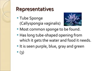 Representatives Tube Sponge (Callyspongia vaginalis) Most common sponge to be found.  Has long tube-shaped opening from which it gets the water and food it needs. It is seen purple, blue, gray and green (3) 