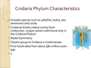Cnidaria Phylum Characteristics Includes species such as: jellyfish, hydra, sea anemones and corals. Cnidaria( Greek  cnidos ) comes from cnidocytes- unique venom cells found only in the Cnidaria Phylum Radial Symmetry  Closest group to Cnidaria is Coelenterata First fossils date from about 580 million years ago 1 