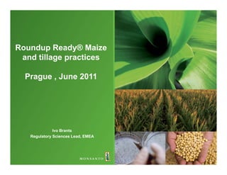 Roundup Ready® Maize
 and till
   d tillage practices
                 ti

  Prague , June 2011




              Ivo Brants
   Regulatory Sciences Lead, EMEA
 