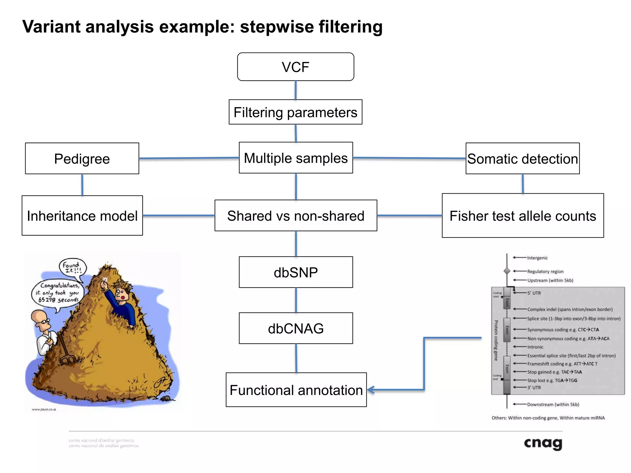 Variant analysis example: stepwise filtering
VCF
Filtering parameters
dbSNP
dbCNAG
Inheritance model
Functional annotation
Pedigree Multiple samples Somatic detection
Shared vs non-shared Fisher test allele counts