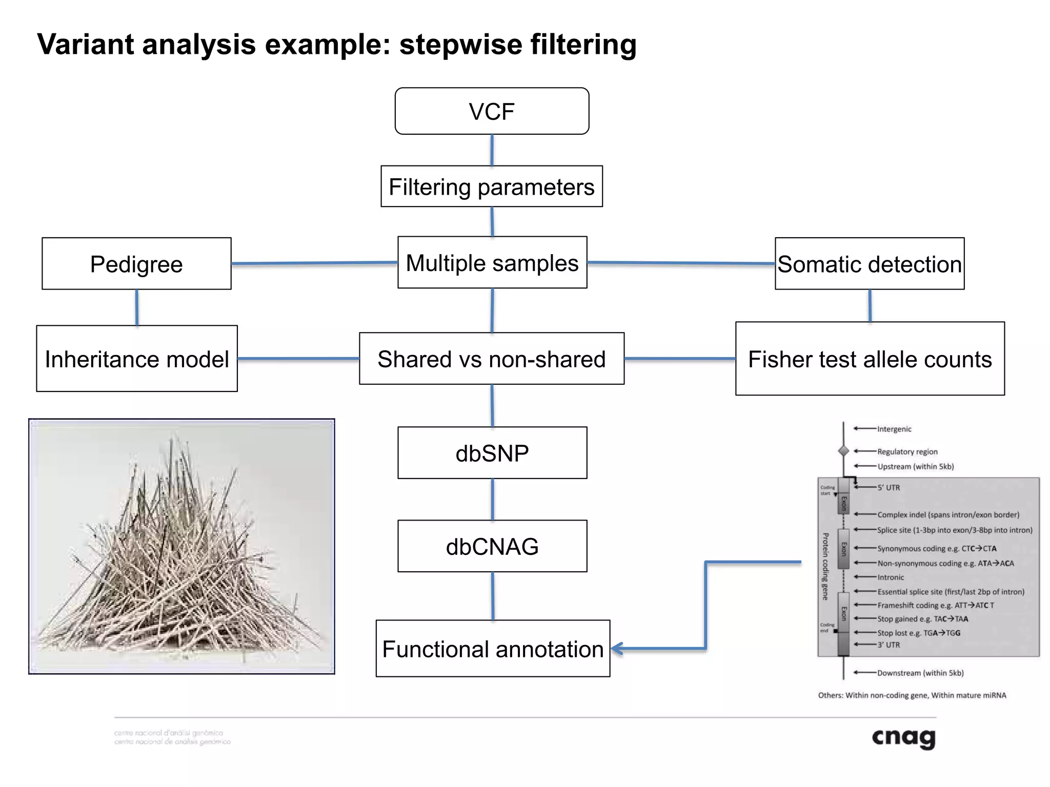 Variant analysis example: stepwise filtering
VCF
Filtering parameters
dbSNP
dbCNAG
Inheritance model
Functional annotation
Pedigree Multiple samples Somatic detection
Shared vs non-shared Fisher test allele counts