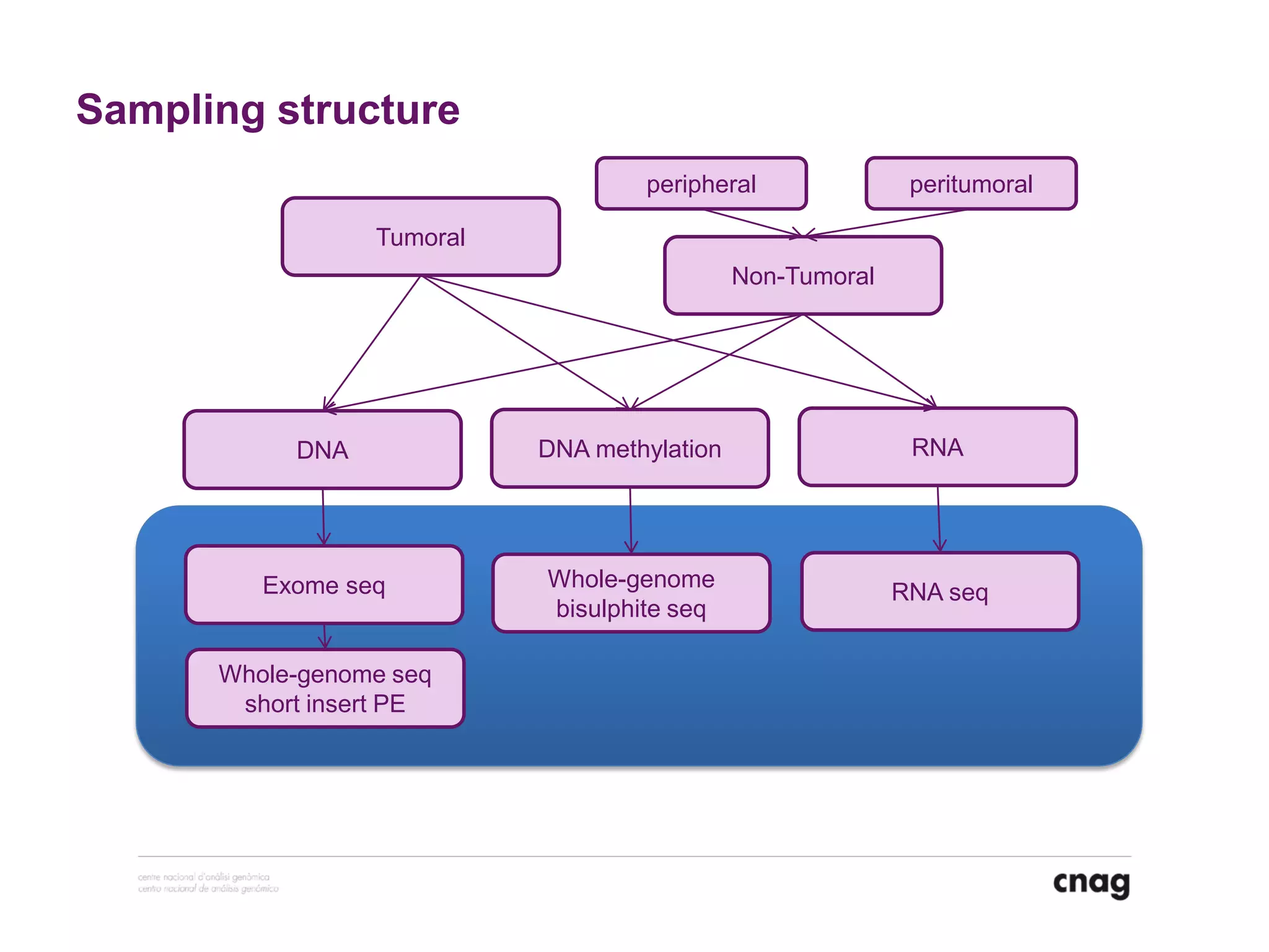 Tumoral
Non-Tumoral
RNADNA methylationDNA
peripheral peritumoral
Whole-genome
bisulphite seq
Exome seq RNA seq
Whole-genome seq
short insert PE
Sampling structure