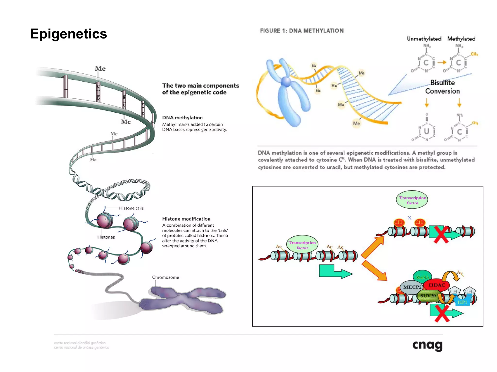 Epigenetics