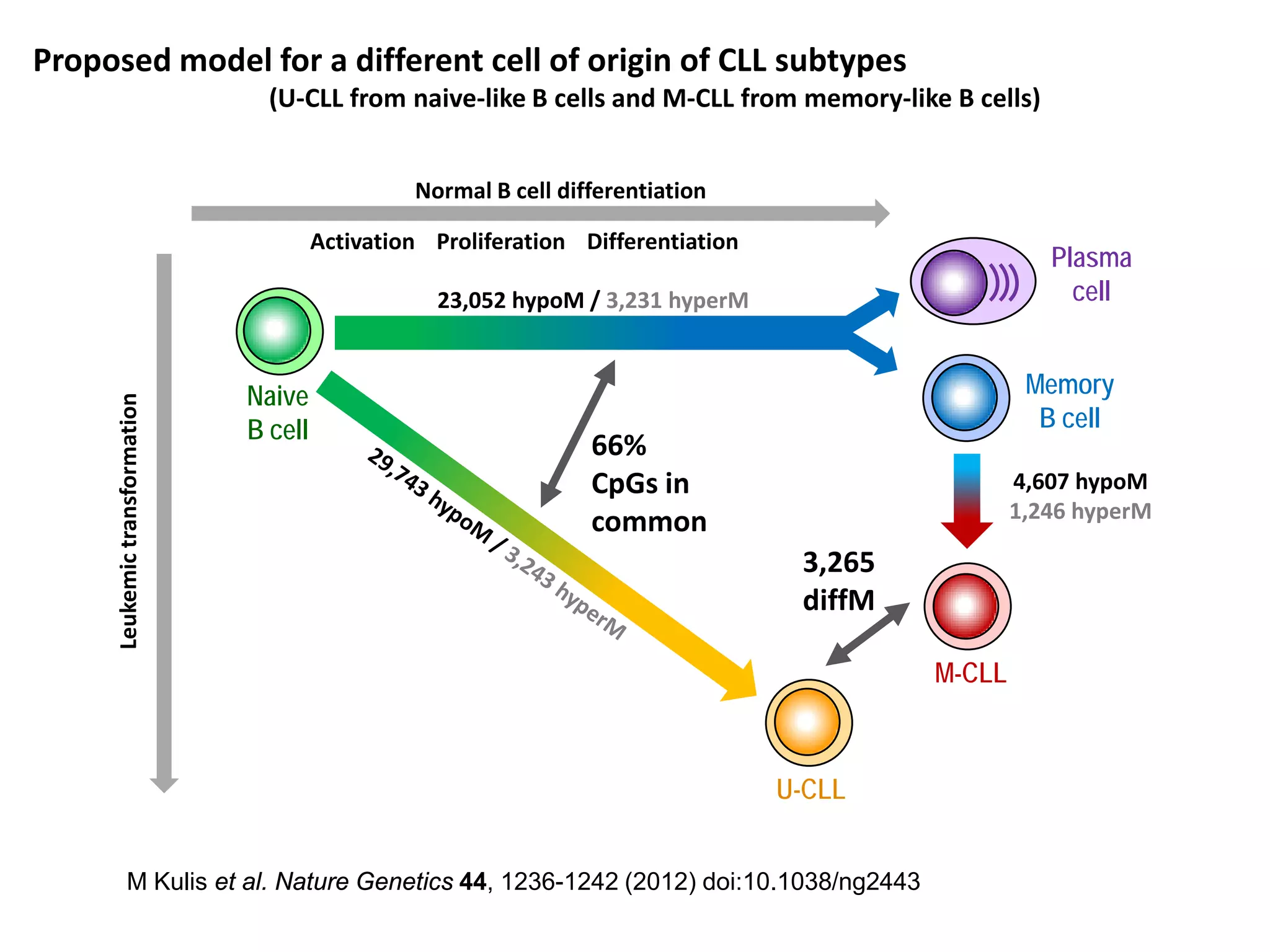 Proposed model for a different cell of origin of CLL subtypes
(U-CLL from naive-like B cells and M-CLL from memory-like B cells)
Naive
B cell
Leukemictransformation
Activation Proliferation Differentiation
Normal B cell differentiation
66%
CpGs in
common
Memory
B cell
Plasma
cell23,052 hypoM / 3,231 hyperM
U-CLL
M-CLL
4,607 hypoM
1,246 hyperM
3,265
diffM
M Kulis et al. Nature Genetics 44, 1236-1242 (2012) doi:10.1038/ng2443
