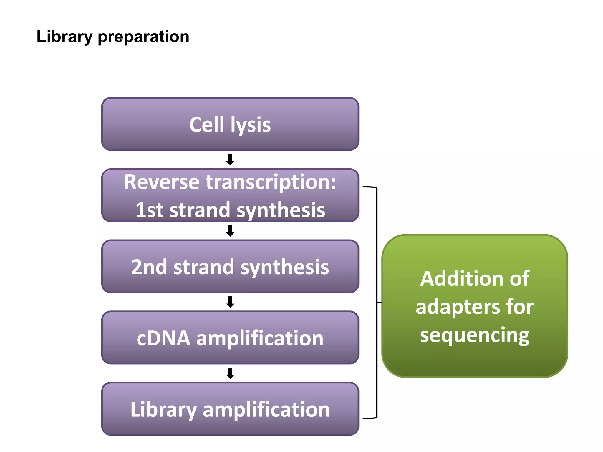 Library preparation
Cell lysis
Reverse transcription:
1st strand synthesis
2nd strand synthesis
cDNA amplification
Addition of
adapters for
sequencing
Library amplification