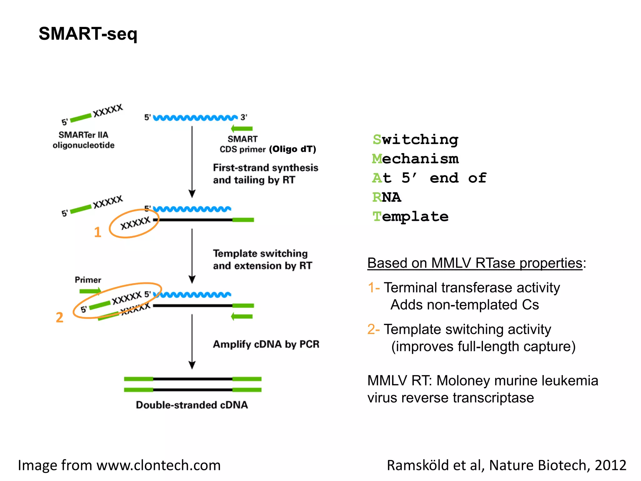 SMART-seq
Image from www.clontech.com Ramsköld et al, Nature Biotech, 2012
Switching
Mechanism
At 5’ end of
RNA
Template
Based on MMLV RTase properties:
1- Terminal transferase activity
Adds non-templated Cs
2- Template switching activity
(improves full-length capture)
MMLV RT: Moloney murine leukemia
virus reverse transcriptase
(Oligo dT)
1
2