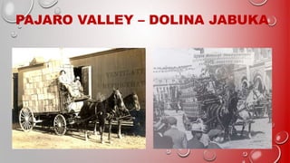 PAJARO VALLEY – DOLINA JABUKA
 