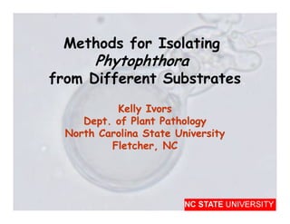 Methods for Isolating
       Phytophthora
from Different Substrates
           Kelly Ivors
     Dept. of Plant Pathology
  North Carolina State University
          Fletcher, NC
 